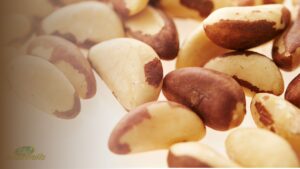 Fresh Brazil nuts showing the Brazil nuts benefits of a single-nut selenium powerhouse