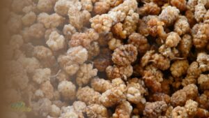 Fresh dried mulberries showing the dried mulberries benefits of an iron and vitamin C-rich snack